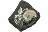 Iridescent Ammonite (Deshayesites) Fossil #228162-2